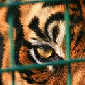 slides/IMG_5826.jpg wildlife, feline, big cat, cat, predator, fur, marking, sumatran, tiger, eye, cage WBCW16 - Sumatran Tiger